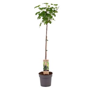 Ribes Nigrum'Titania'- Cassis - Arbre fruitier -⌀21cm - Hauteur 90-100cm