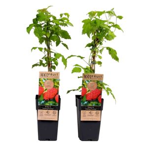 Rubus idaeus'Malling Promise'- Lot de 2 - Framboise -⌀15cm - Hauteur 50-60cm