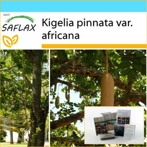 SAFLAX - Coffret Cadeau - Sausage Tree - 10 graines - Avec coffret cadeau, carte, étiquette et substrat de rempotage - Kigelia pinnata - Publicité