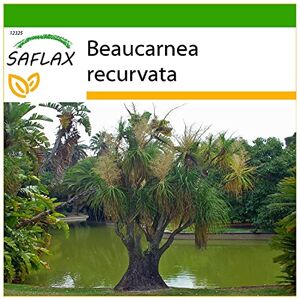 SAFLAX Pied d'éléphant 10 graines Avec substrat Beaucarnea recurvata - Publicité