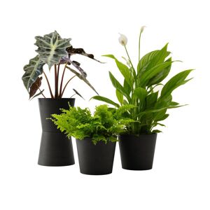 Flowy Plante - Spathiphyllum, Bananier, Nephrolepis pot noir Vert 20x20x20cm