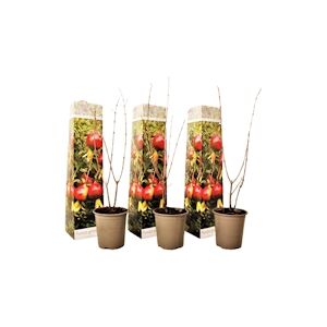 Plant in a Box Punica Granatum - Set de 3 - Grenade - Pot 9cm - Hauteur - 25-40cm