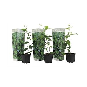 Plant in a Box Citron vert - Citrus aurantifolia Set de 3 Hauteur 25-40cm