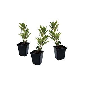 Plant in a Box Arbousier - Arbutus Unedo Set de 3 Hauteur 25-40cm