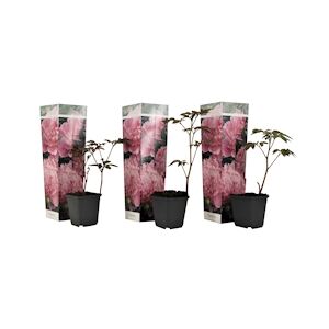 Plant in a Box Pivoines - Paeonia officinalis Sarah Bernhardt Set de 3 Hauteur 0-40cm