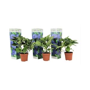 Plant in a Box Hortensia - Hydrangea macrophylla Early Blue Set de 3 Hauteur 25-40cm