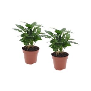 Plant in a Box Caféier arabica - Coffea Arabica Set de 2 Hauteur 25-40cm