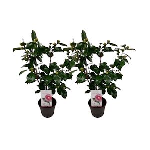 Plant in a Box Camélia du Japon - Camellia Bonomiana Set de 2 Hauteur 50-60cm
