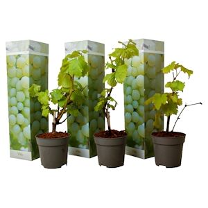 Plant in a Box Plants de Raisin- Vitis vinifera Chardonnay