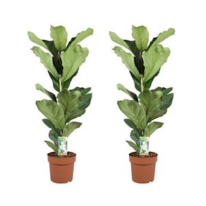 Plant in a Box Ficus Lyrata Set de 2 Hauteur 90-110cm