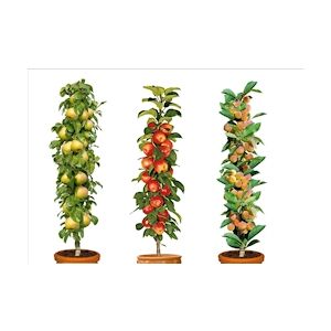Plant in a Box D'arbres fruitiers - Malus, Pyrus & Prunus Mélange de 3 Hauteur 60-70cm