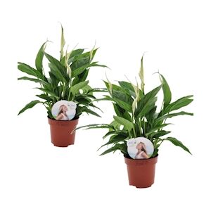 Plant in a Box Lys de la paix - Spathiphyllum Torelli Set 2 Hauteur 30-40cm