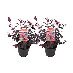 Plant in a Box Loropétalum - Ever Red Set de 2 Hauteur 25-35cm