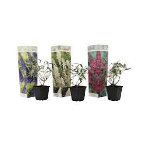 Plant in a Box Buddleia - Buddleja davidii Set de 3 Hauteur 25-40cm