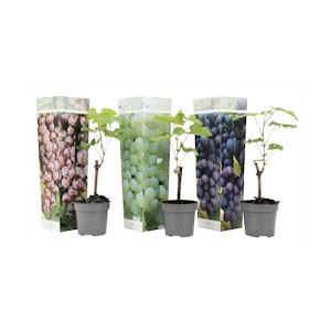 Plant in a Box Plants de raisin - Vitis vinifera Mélange de 3 Hauteur 25-40cm