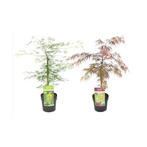 Plant in a Box Érable du Japon - Acer palmatum Garnet & Emerald Lace Mélange de 2 Hauteur 60-70cm