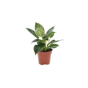 Plant in a Box Philodendron - White Wave Hauteur 20-30cm