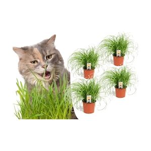 Plant in a Box Herbe à chat - Cyperus Zumula - Set de 4 Hauteur 30-40cm