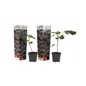 Plant in a Box Figuier - Ficus Carica Set de 2 Hauteur 25-40cm