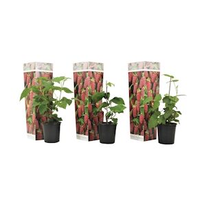 Plant in a Box Ronce - Rubus Tayberry Set de 3 Hauteur 25-40cm