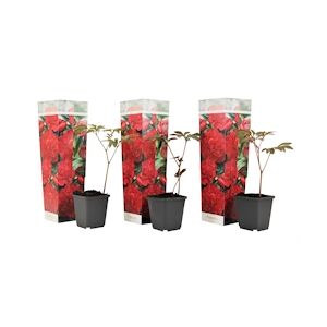 Plant in a Box Pivoines - Paeonia officinalis Rubra Plena Set de 3 Hauteur 0-40cm