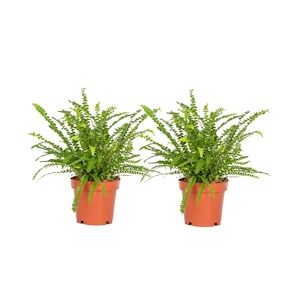 Plant in a Box Nephrolepis Duffi Set de 2 Hauteur 25-40cm