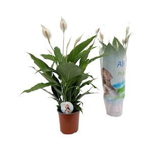 Plant in a Box Lis de la paix Lima - Spathiphyllum Lima Hauteur 60-75cm