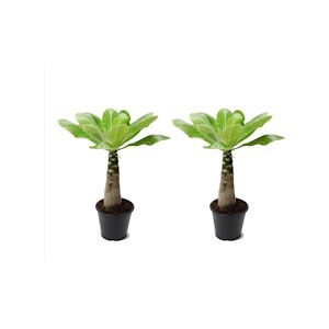 Plant in a Box Palmier hawaiien - Brighamia Insignis Set de 2 Hauteur 30-40cm