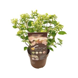 Plant in a Box Hortensia paniculé - Hydrangea (S)witch® Ophelia Hauteur 30-40cm