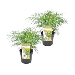 Plant in a Box Mahonia à grandes bractées - Eurybracteata Set de 2 Hauteur 30-40cm