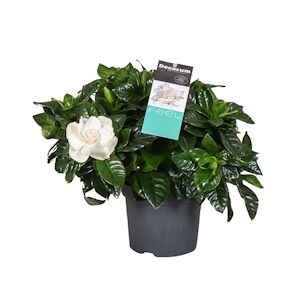 Plant in a Box Gardenia du Cap - Gardenia Jasminoides Hauteur 20-30cm