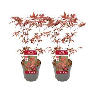 Plant in a Box Érable du Japon - Acer palmatum Anthropurpureum Set de 2 Hauteur 60-70cm