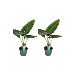 Plant in a Box Alocasia Odora Set de 2 Hauteur 55-75cm