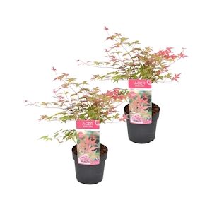 Plant in a Box Érable du Japon - Acer palmatum Beni Maiko Set de 2 Hauteur 60-70cm