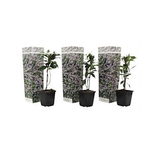 Plant in a Box Jasmin étoilé - Trachelospermum jasminoides Set de 3 Hauteur 25-40cm