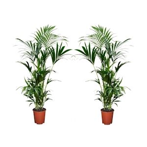 Plant in a Box Palmier Kentia - Howea Forsteriana Set de 2 Hauteur 90-100cm