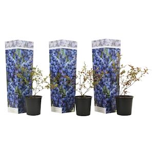 Plant in a Box Myrtille - Vaccinium corymbosum Sunshine Blue