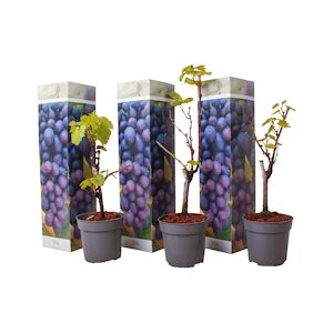 Plant in a Box Plants de Raisin- Vitis vinifera Cabernet franc Set de 3 Hauteur 25-40cm