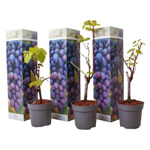Plant in a Box Plants de Raisin- Vitis vinifera Cabernet