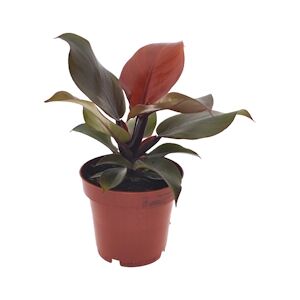 Plant in a Box Philodendron - Sunlight Hauteur 20-30cm