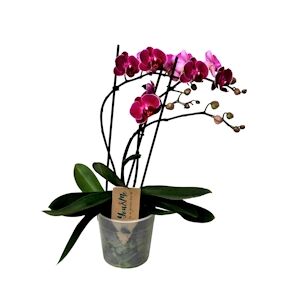 Plant in a Box Phalaenopsis Multiflora - Orchidée Hauteur 35-45cm
