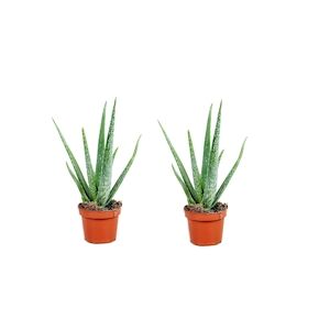 Plant in a Box Aloès - Aloe barbadensis Set de 2 Hauteur 25-40cm