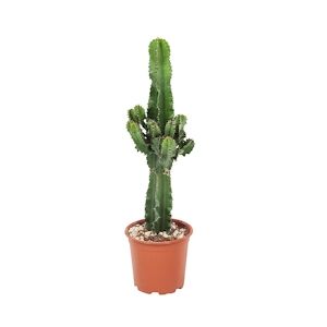 Plant in a Box Euphorbe candélabre - Euphorbia ingens Hauteur 50-60cm