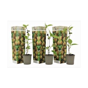 Plant in a Box Kiwi -Actinidia deliciosa Jenny Set de 3 Hauteur 20-40cm