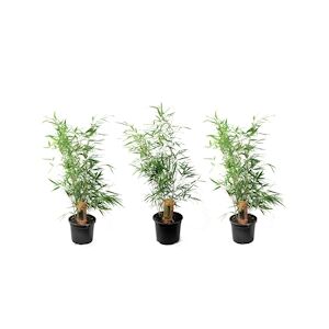 Plant in a Box Bambou non traçant - Fargesia Asian Wonder Set de 3 Hauteur 25-40cm