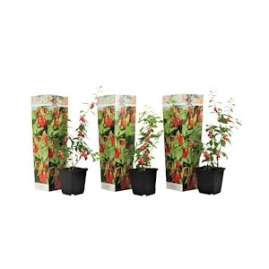 Plant in a Box Baie de Goji - Lycium Barbarum Set de 3 Hauteur 25-40cm