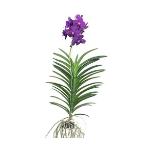 Plant in a Box Orchidée - Vanda Velvet Blackberry Hauteur 65-75cm