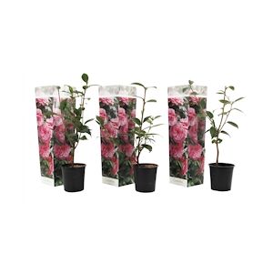 Plant in a Box Camélia du Japon - Camellia Bonomiana Set de 3 Hauteur 25-40cm