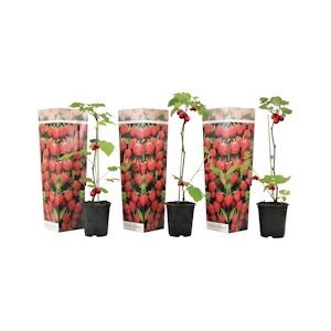 Plant in a Box Framboisier - Rubus ideaus Autumn Bliss Set de 3 Hauteur 25-40cm