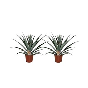Plant in a Box Ananas - Ananas comosus Set de 2 Hauteur 45-55cm